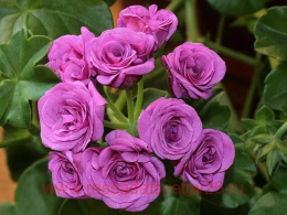 ���������� ������������ Sybil Blue 128