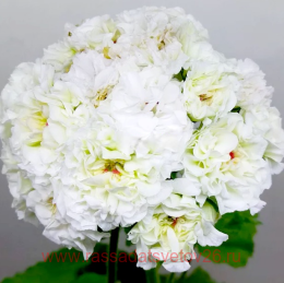 ���������� �������