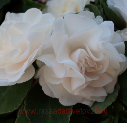  Fist l whit grdni 38