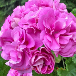 ���������� �����- ���������� ������ �