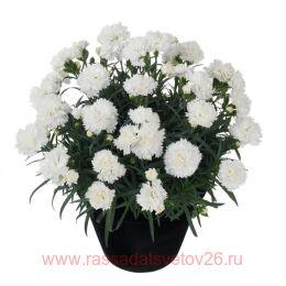  "Sunflor Odessa Pure" 49