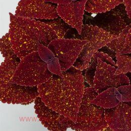  Talavera Moondust 171