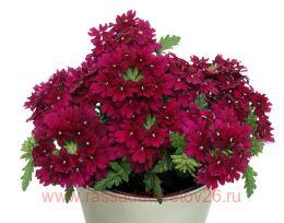  Drums Dark Purple 12