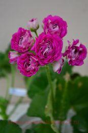 ���������� ���������� ������