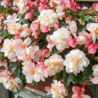   Sweetspice APPLEBLOSSOM 23