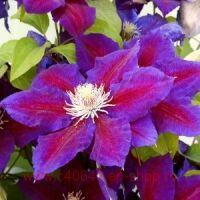  Clematis 'Julka' 49