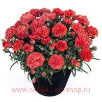  Sunflor  Orange Bling Bling 45