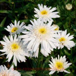   hristine Hagemann 23