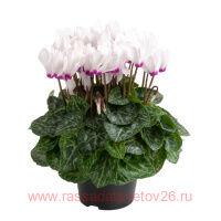  SuperSerie&#174; Odora WHITE WITH EYE 2