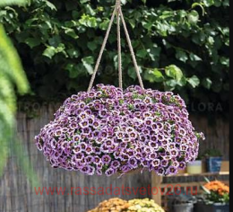���������� ��� ��� Grape 54