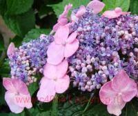   Endless Summer Twist-n-Shout 51