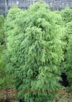 ����������� �������� Cryptomeria jap. 'Elegans Viridis' 19