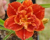  Hemerocallis Paprika Flame 5