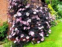   Sambucus nigra 'Black Lace'PBR
