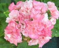 ���������� �������� Bold Ann 160