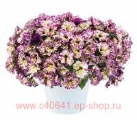  SPLASH DANCE MAGENTA MAMBO 15