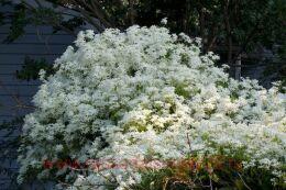 �������� ������������. Early Snow 53