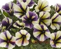  POTUNIA Blueberry Muffin 16