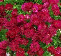  Madeira Double Red. 2