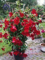  Diamantina Jade Burgundy 8