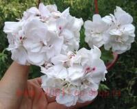 ���������� ������������ Great Balls of Fire White 109