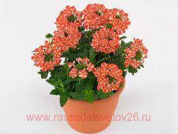  Estrella Salmon Star 15