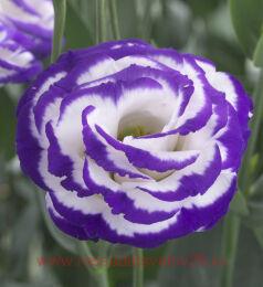   grandiflorum Croma Blue Picotee impr.2