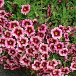 ���������� Eyeconic Strawber� 16