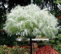  Artemisia MAKANA Silver