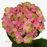   Magical Coral Sapphire 17