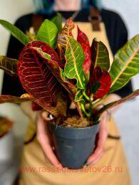 ������� Codiaeum Petra 23