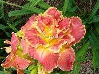  Hemerocallis Susan Pritchard Petit 6