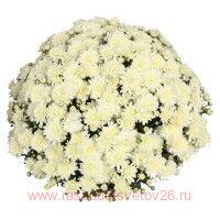   Jump White (MR White) 53