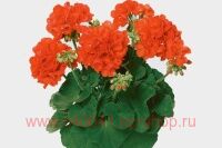 ���������� pShocking Orange 227