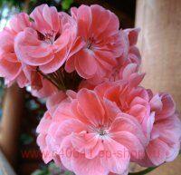 ���������� �-����� 272