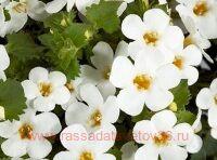  Gulliver Dynamic White 3