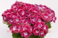   Bermuda Cherry Red 26