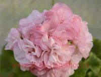 ���������� �� ��������� 0