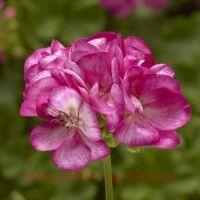 ���������� Puro Rose Eye 111