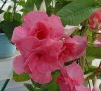  Mandevilla Super Trooper 16