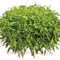  Illusion&#174; Emerald Lace 11