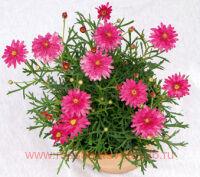  HoneyBees Double Pink 