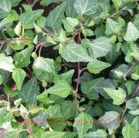  Hedera helix 'Lady Kay'