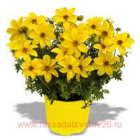 ������ Bidy-Gonzales 19