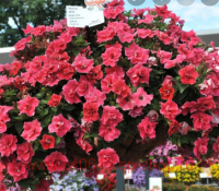  ORIGAMI Watermelon 45-1