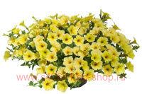  Mini Vista yellow 150