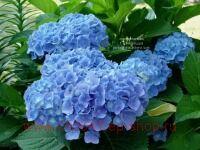   Forever&amp;Ever Blue Heaven 28