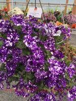  SURPRISE SPARKLING Blue 73