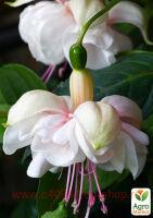  Jollies La Grande Bretagne 320