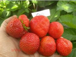 �������� ������� (Moscova) 7